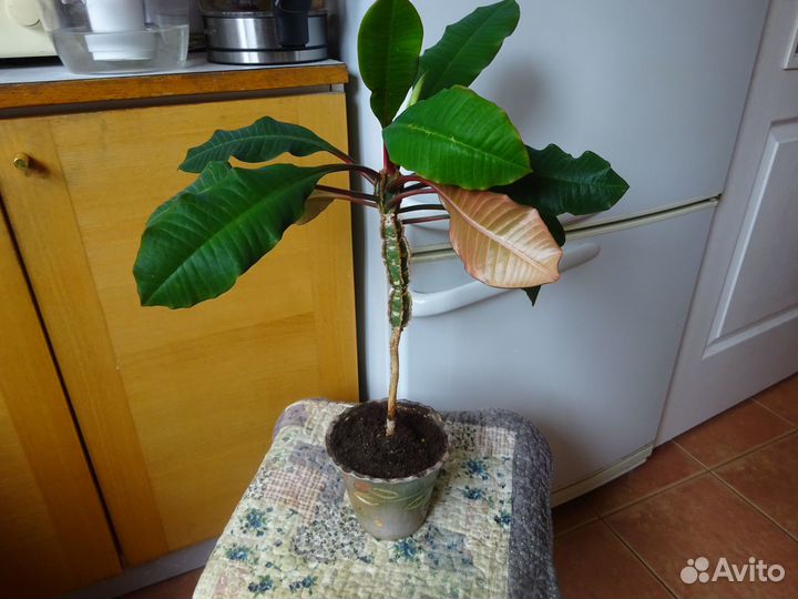 Молочай беложильчатый 30 см