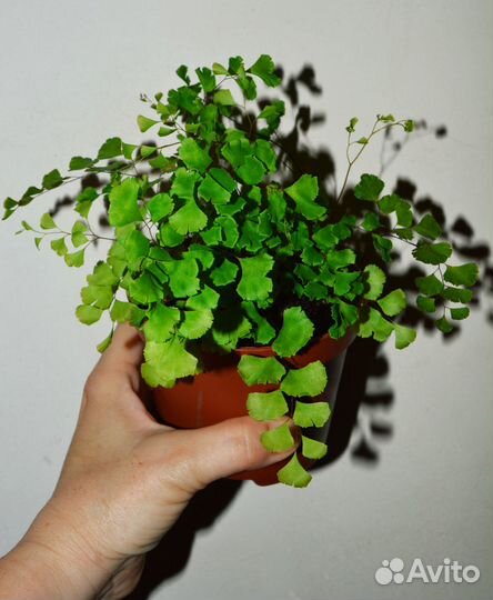 Адиантум венерин волос