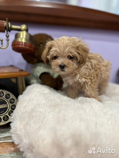 Щенки мальтипу F1 мини