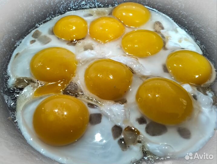 Яйцо индоуток(мускусных)