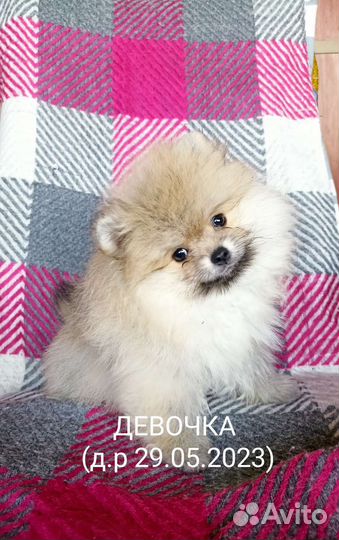 Продаю щенков померанского шпица