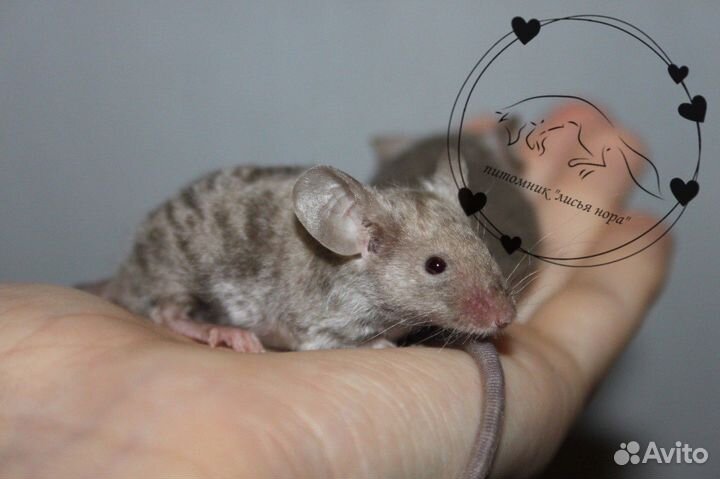 Декоративные мышата