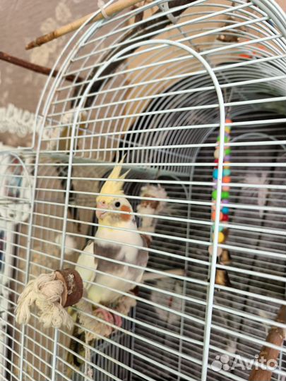 Попугай корелла мальчик