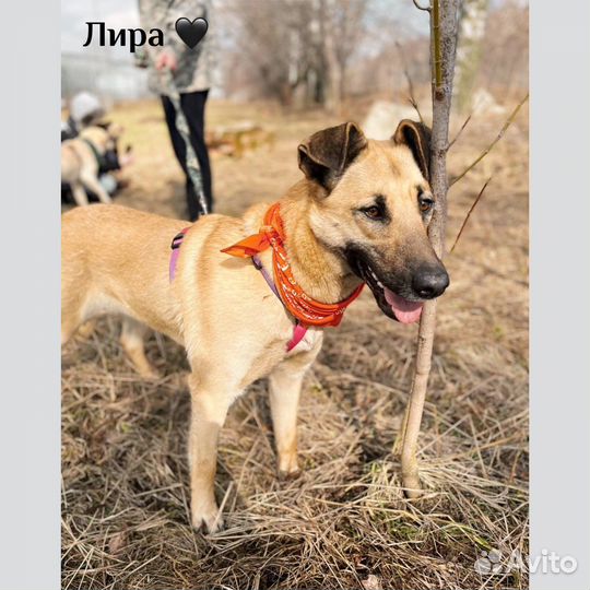 Лира из приюта ждет семью