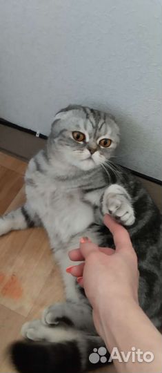 Кот в добрые руки