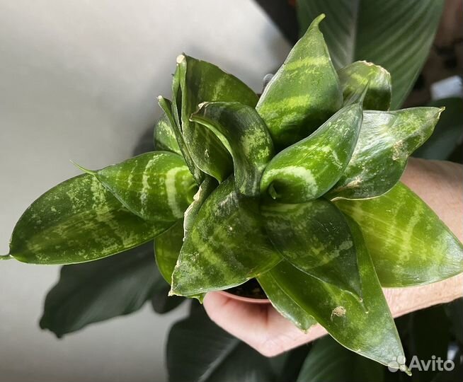 Сансевиерия Tiger star, Star Canyon,Green Granite