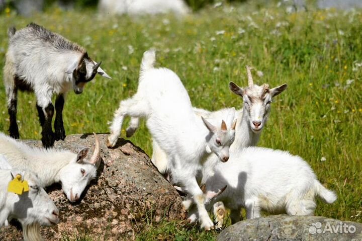 Козлята