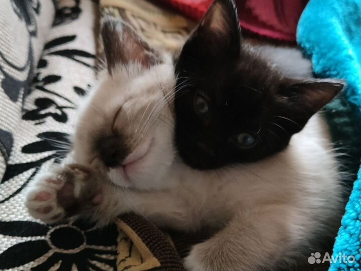 Котята в добрые руки