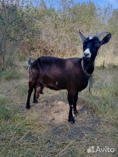 Коза дойная