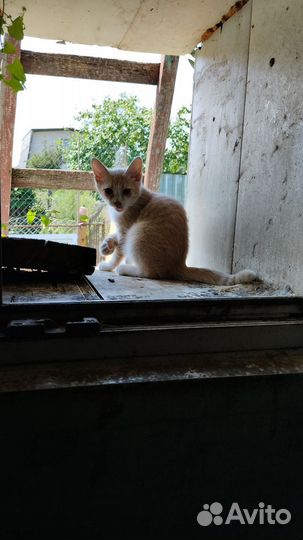 Кошка в дар бесплатно