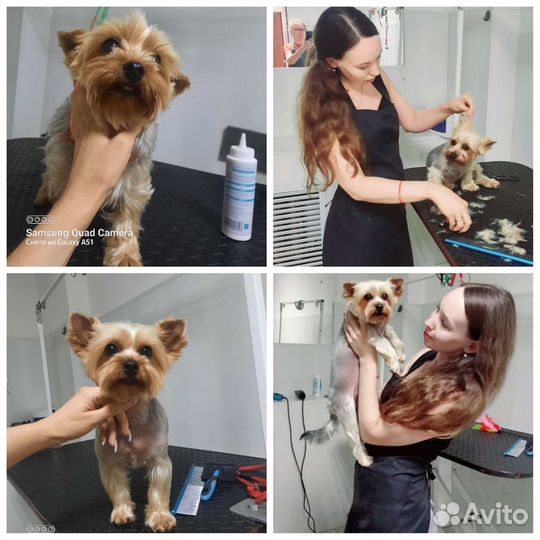 Стрижка собак