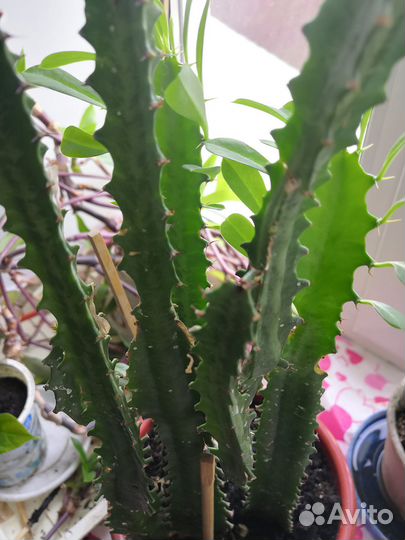 Молочай, эуфорбия