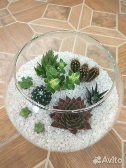Ваза с суккулентами