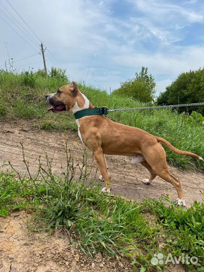 Стаффордширский терьер вязка