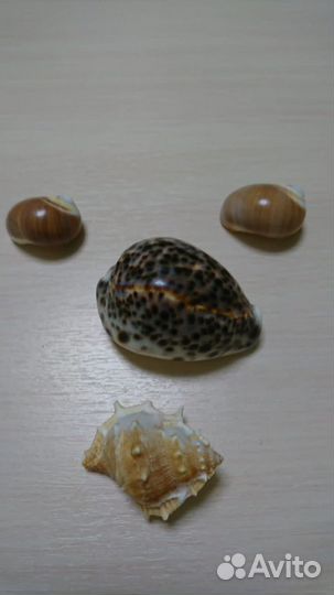 Морские ракушки интерьерные