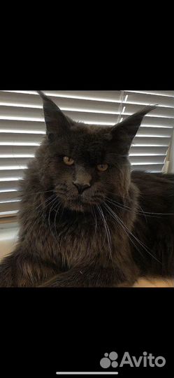 Вязка Мейн-кун