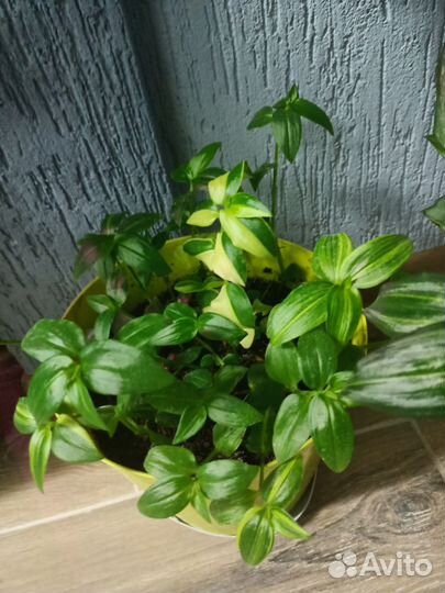 Традесканции разных сортов, рэо