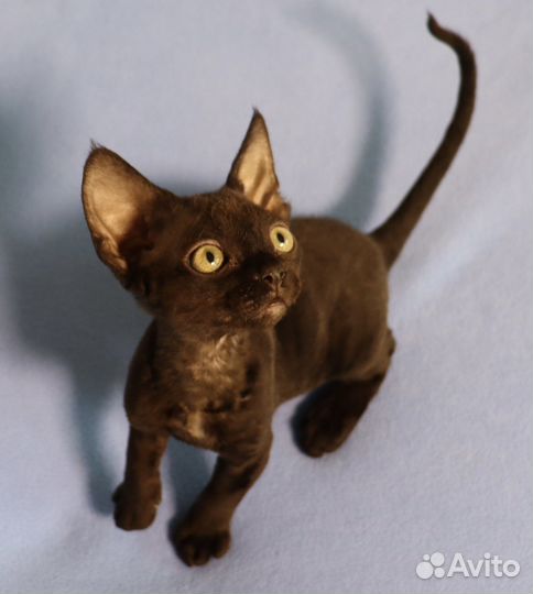 Черные котятки Девон-рекс