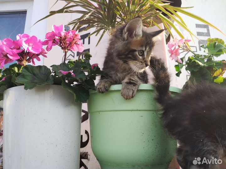 Котята мейн-кун