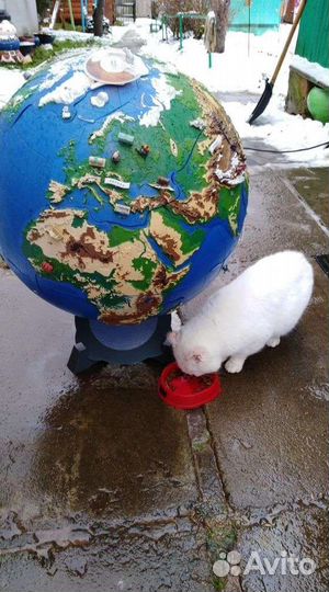 Чудо глобус