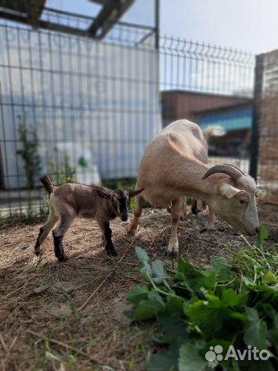 Камерунские козлята