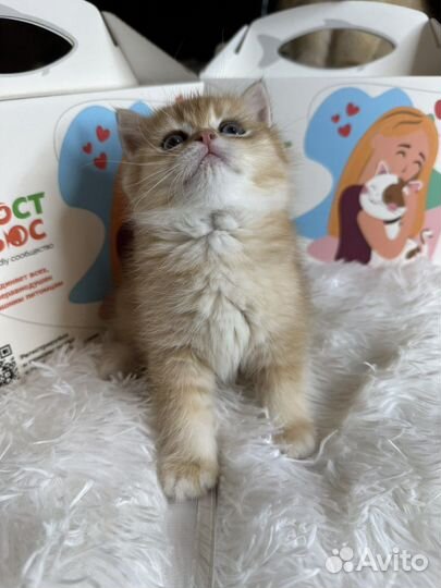 Британская золотая шиншилла шоу класса