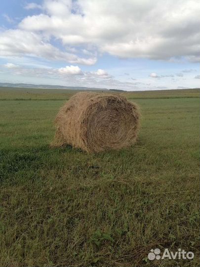 Продам сено в рулонах