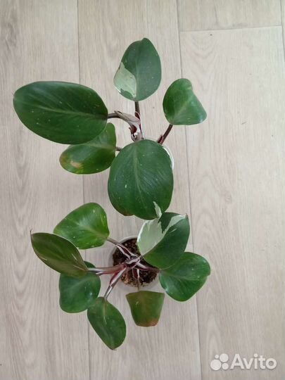 Филодендрон