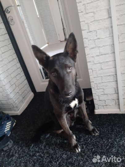 Собака в добрые руки отдам бесплатно