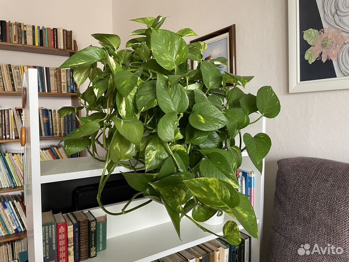 Комнатные растения лиана Эпипремнум