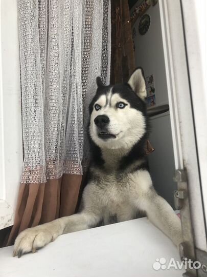 Хаски для вязки