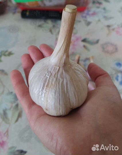 Продам чеснок