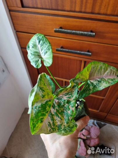 Сингониумы сортовые 1