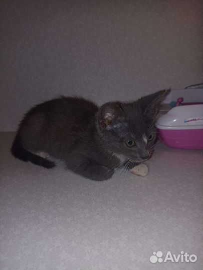 Маленький серый котенок мальчик