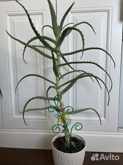 Алоэ лечебный