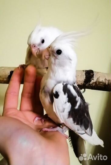 Полуручные птенцы попугаев корелла