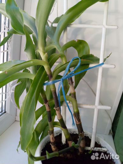 Толокнянка