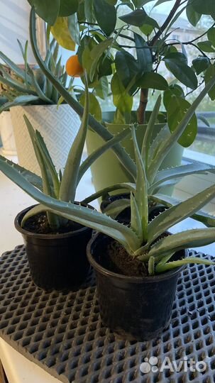 Продам Алоэ Вера