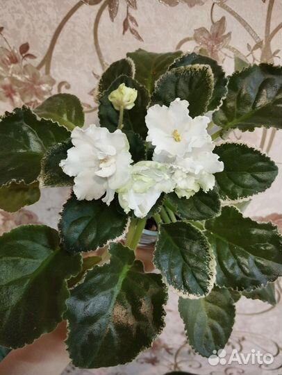 Сортовые фиалки