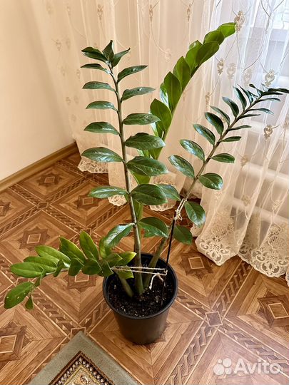 Комнатные цветы