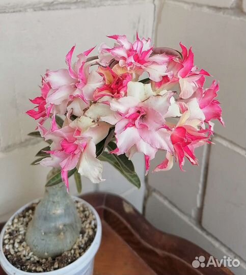 Адениум черенок