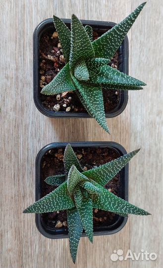 Суккуленты Хавортия