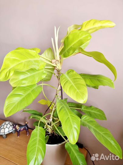Филодендрон Малай Голд