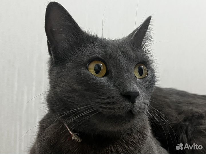 Потерялась кошка