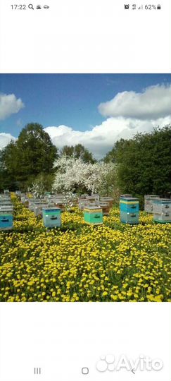 Ульи бу 12рамочные 15шт+ сушь на 300мм+пчелосемьи