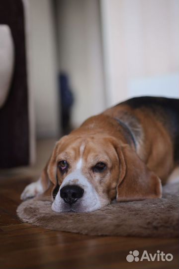 Бигль. Вязка