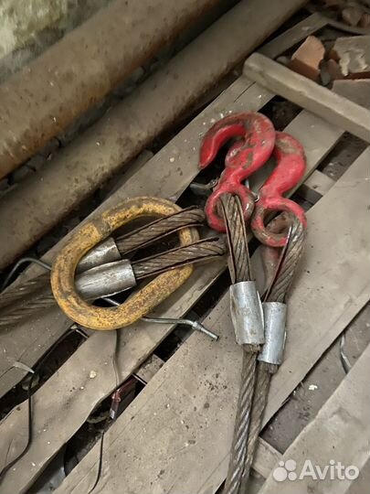 Паук двухветвевой