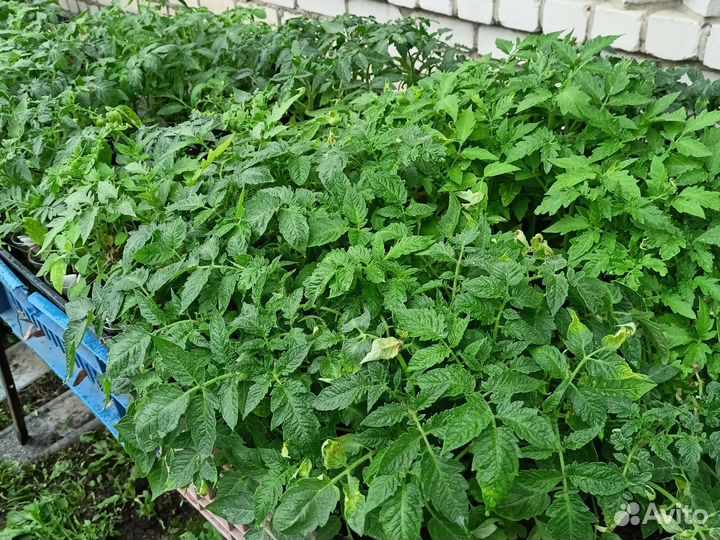 Рассада помидор и перцев, цветы