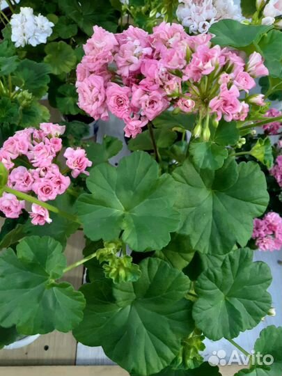 Пеларгония Античная роза