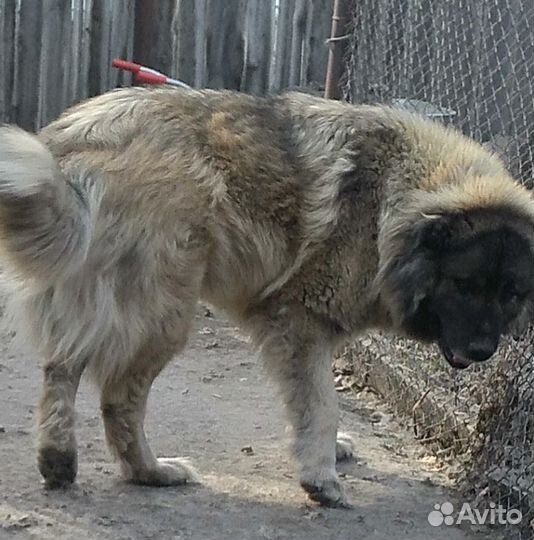 Кавказская овчарка